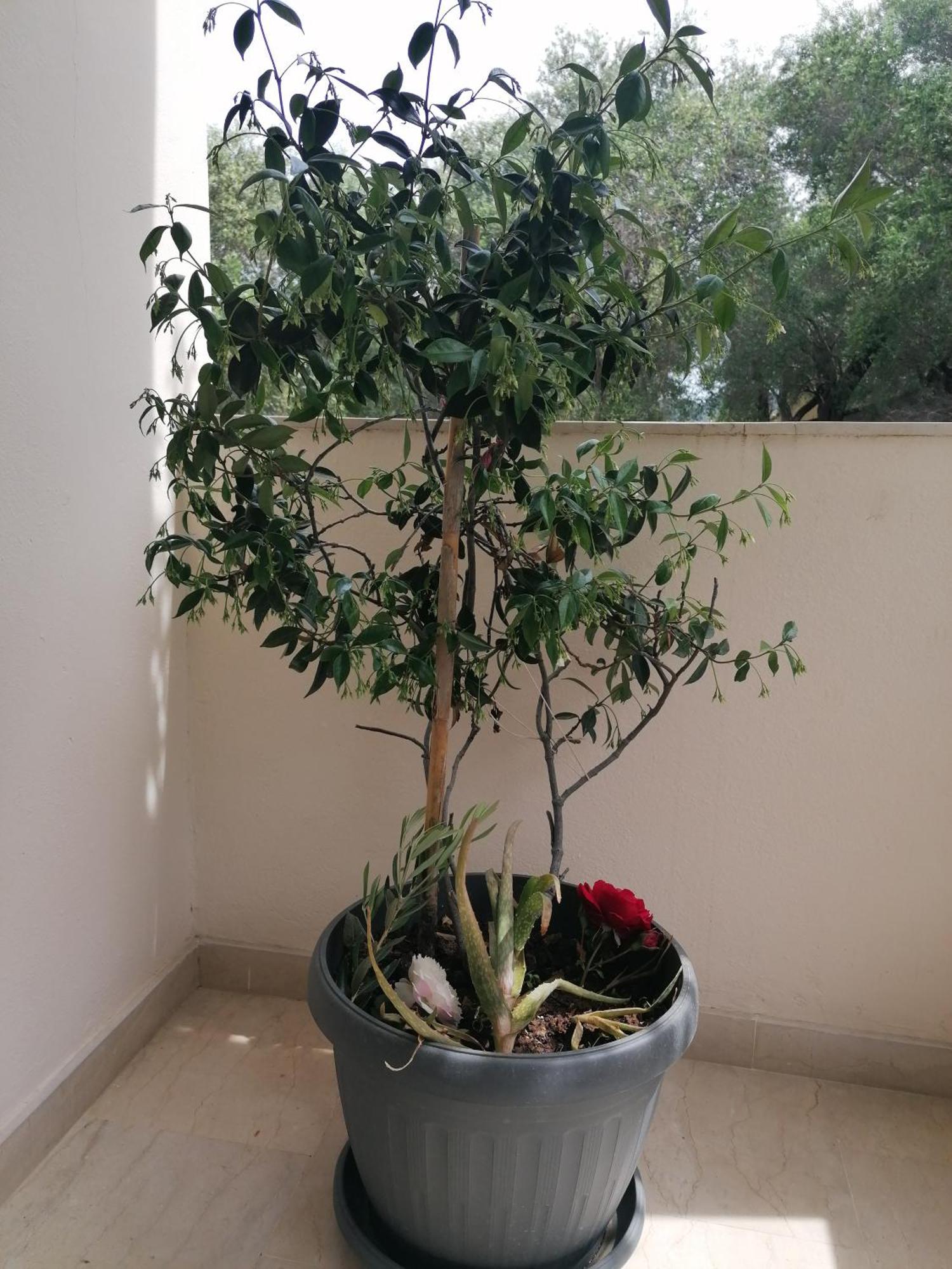 Apartament Makis Arillas (Corfu)